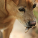 A dog takes a break from eating its own feces to enjoy a delicious cicada.